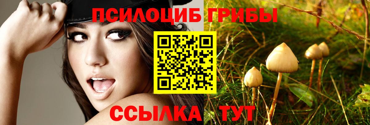 Галлюциногенные грибы Psilocybe Воркута